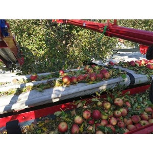 MAŞINĂ DE RECOLTAT TRACTATĂ  MAJA AUTOMATIC LK PENTRU MERE, CIREŞE ŞI ALTE FRUCTE   