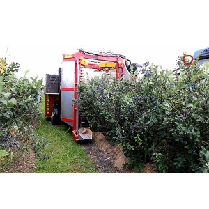 Masina de recoltat afine KAREN pe 1 rand